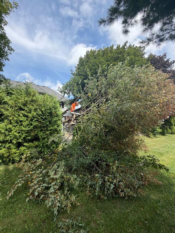 Tree Removal