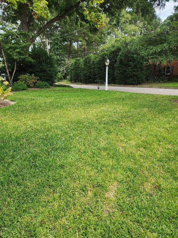 Fungicide Treatment for Lawn Diseases