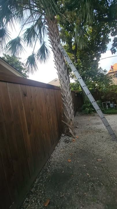 Tree Trimming & Removal