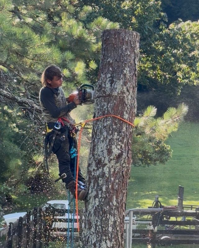 Tree Removal