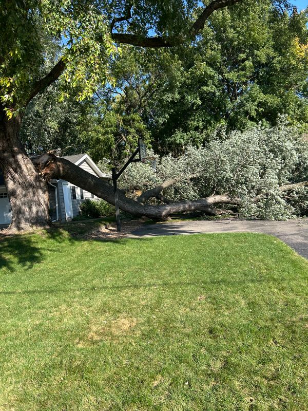 Tree Removal