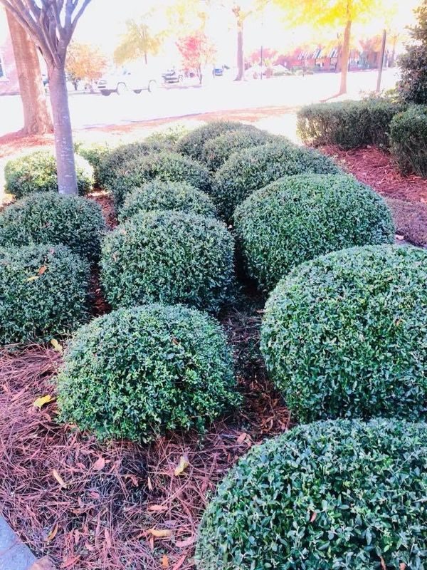 Landscape Design