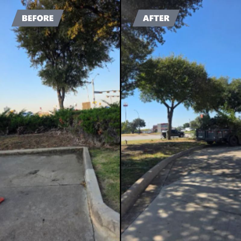Tree Removal