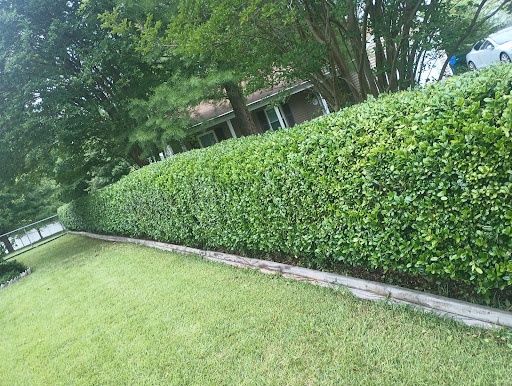 Shrub Trimming
