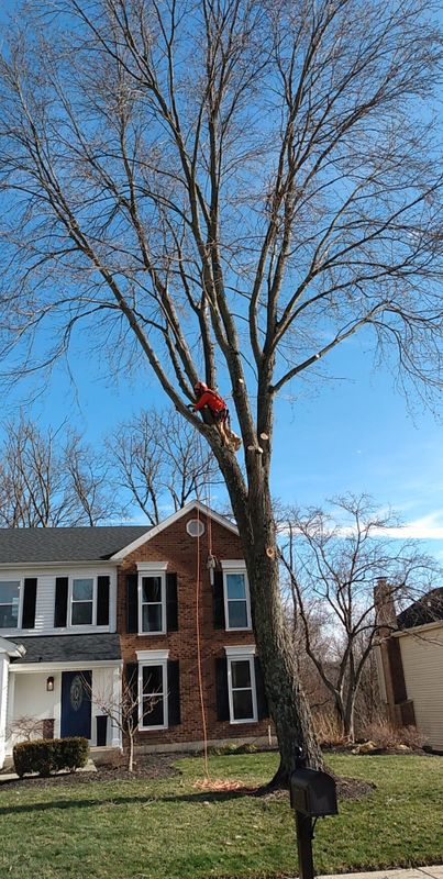 Tree Trimming