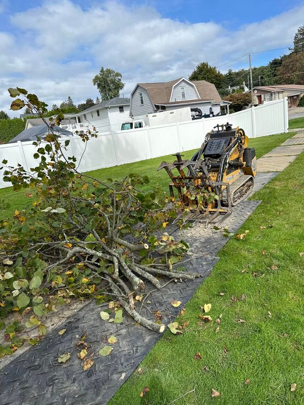 Tree Services