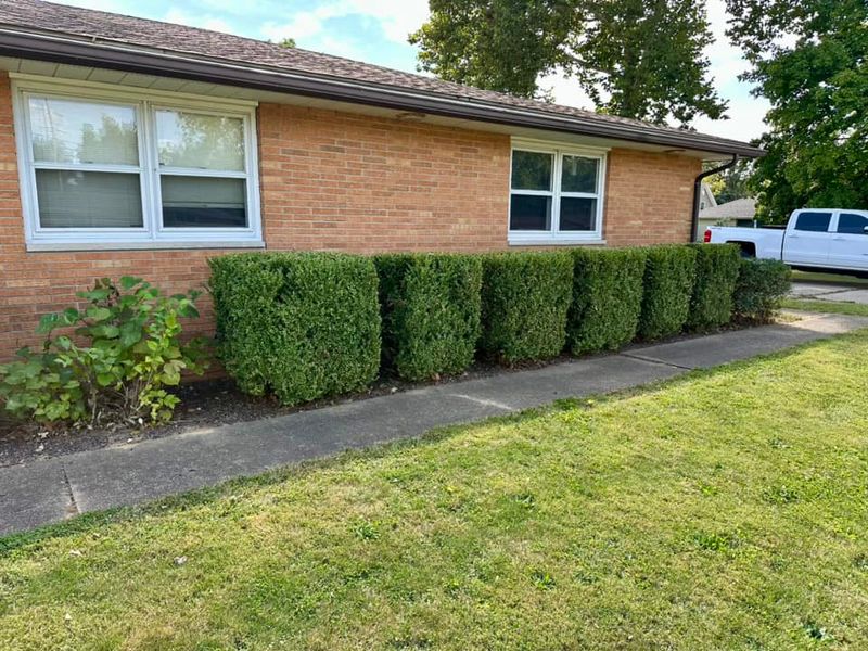 Shrub Trimming