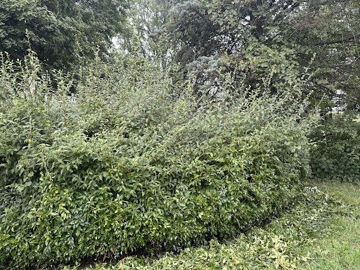Tree and Shrub Care