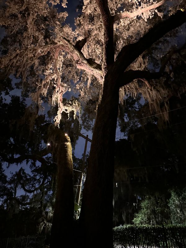 Landscape Lighting 