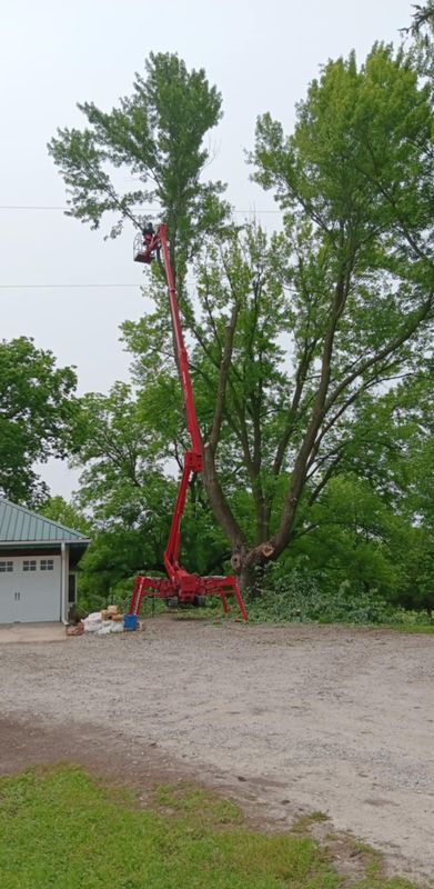 Tree Trimming