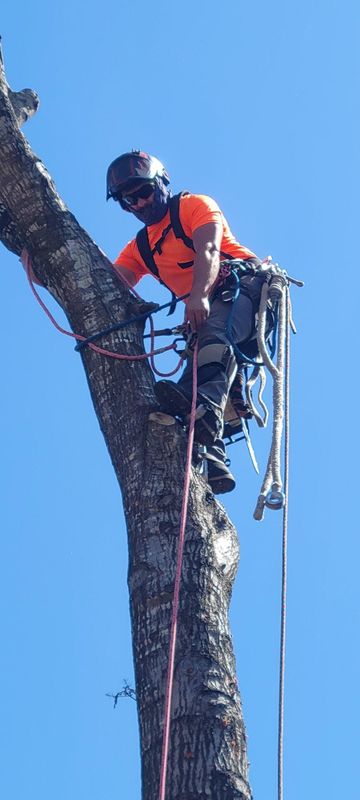 Tree Trimming