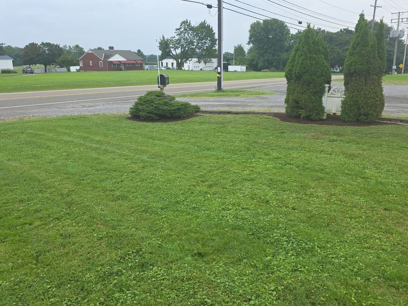 Tree & Shrub Care