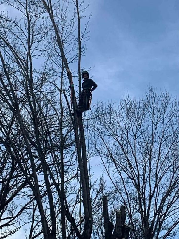 Tree Removal gallery