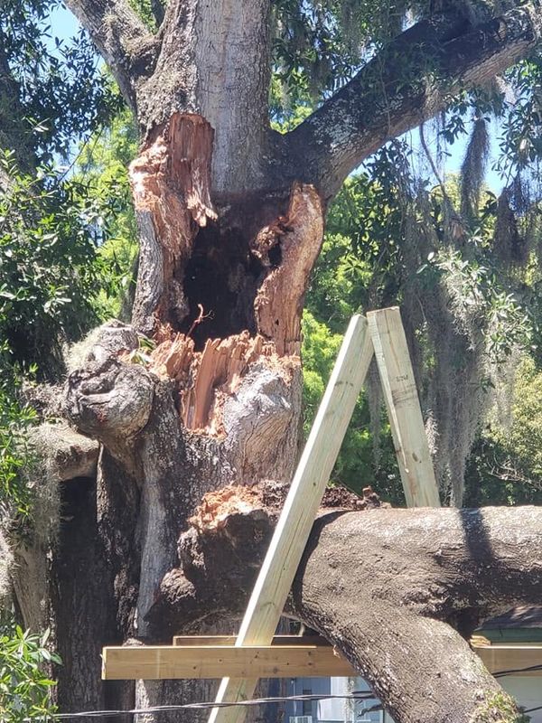 Tree Risk Assements