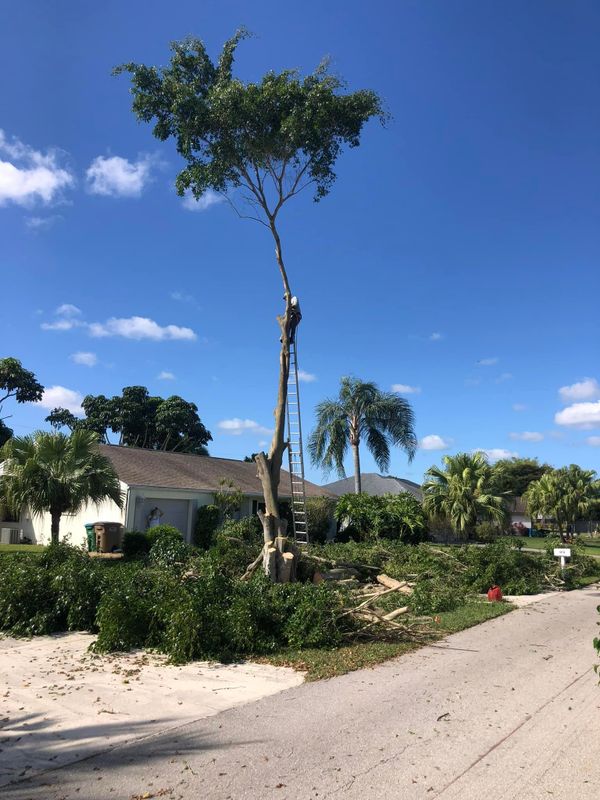 Trimming and pruning