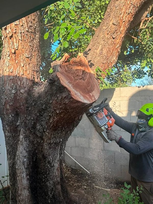 Tree Removal