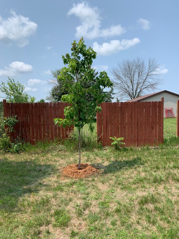Landscaping