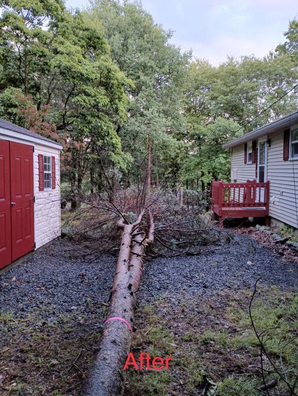 Tree Removal