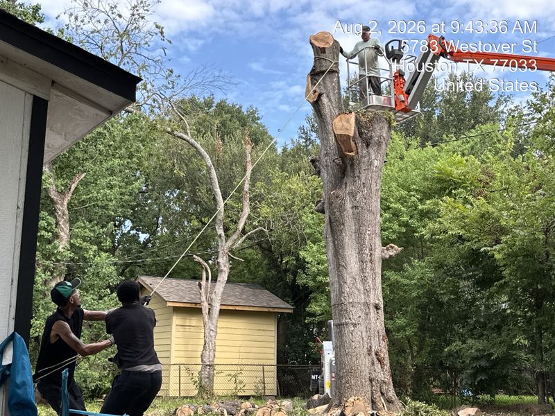 Tree trimming and removal