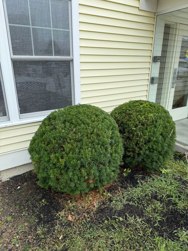 Hedge Trimming