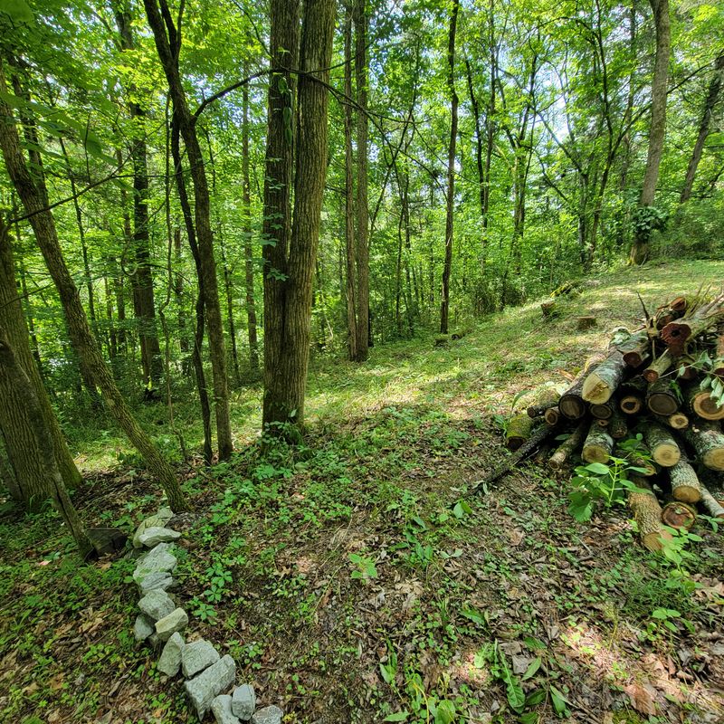 Tree Trimming & Removal