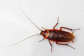 Cockroach Extermination