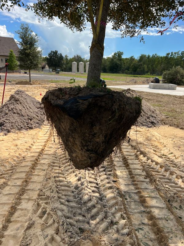 Sod Installation