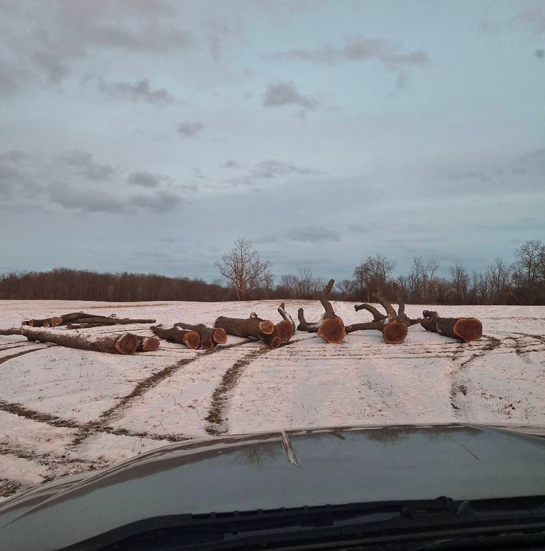 Timber Management