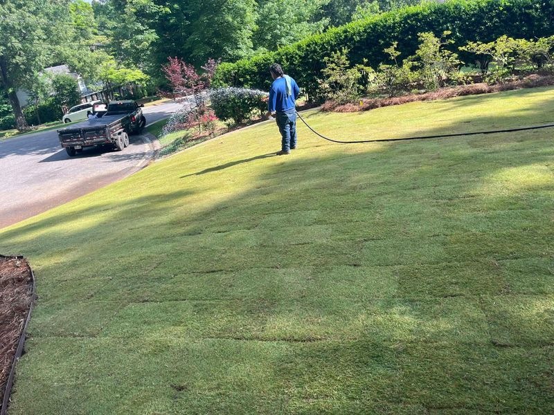 Tree & Shrub Care