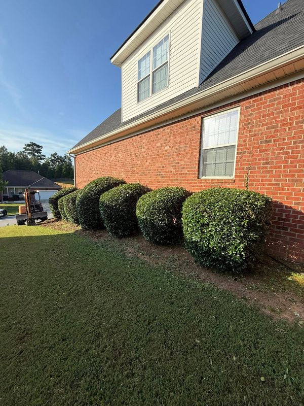Tree & Shrub Care