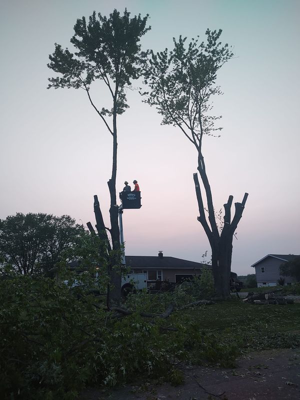 Tree Trimming