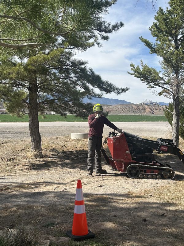 Tree Removal