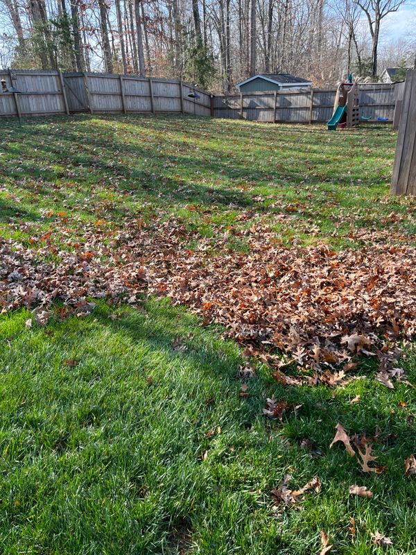 Seasonal Yard Cleanup