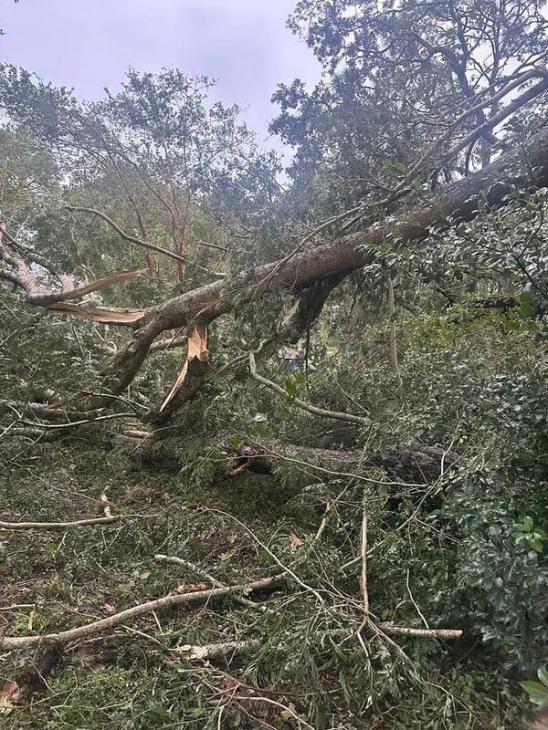 Tree Removal