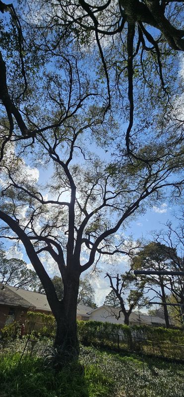 Tree Trimming
