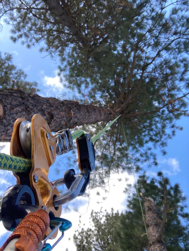 Tree Trimming and Removal