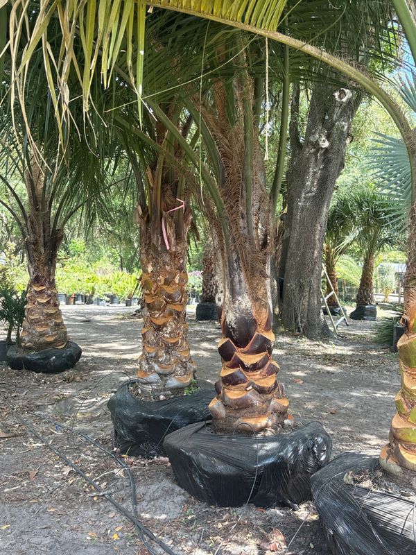 Tree & Shrub Care