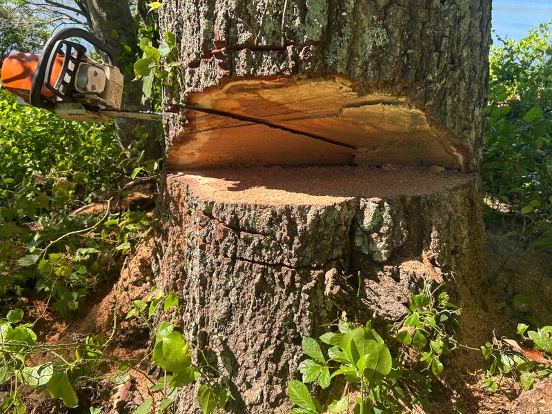 Tree Removal & Limbing 