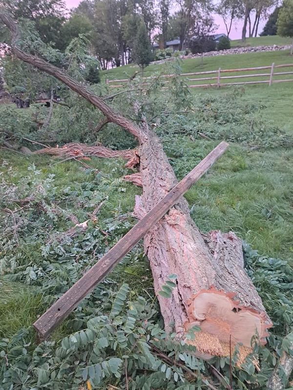 Timber Management