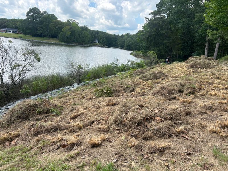 River Bank Clearing  gallery