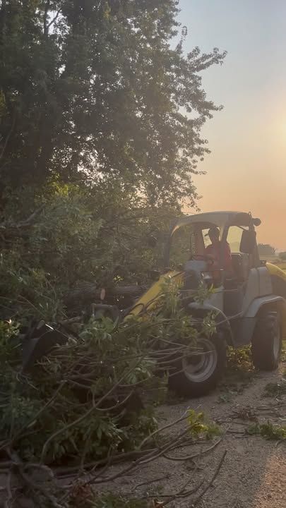 Tree Removal