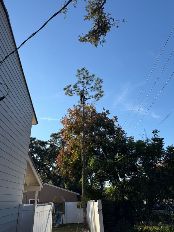 Tree Pruning