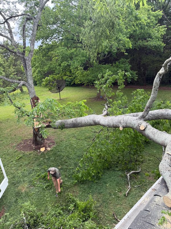 Tree Trimming