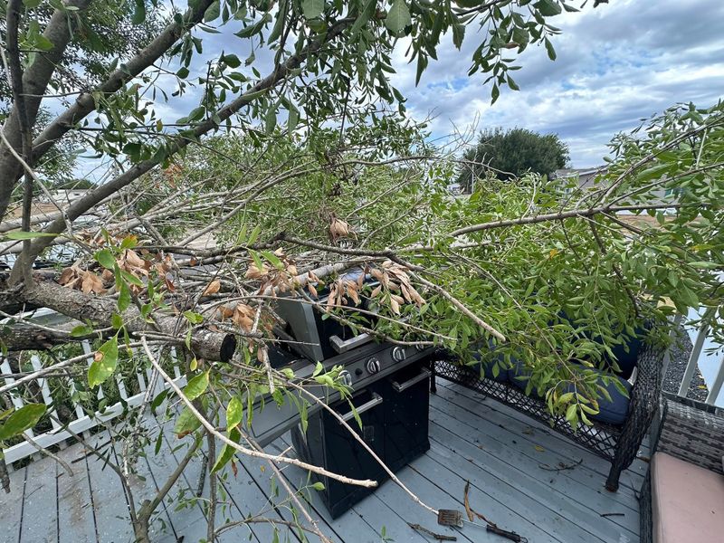 Tree Service