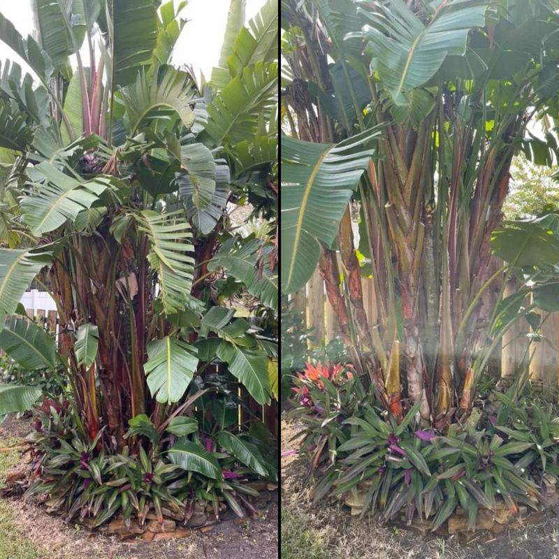 Trimming and pruning