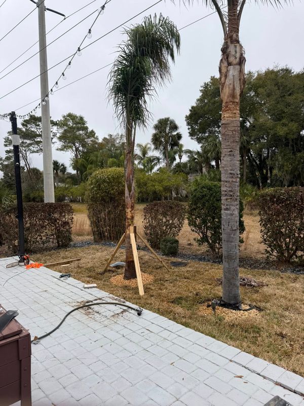 Tree Trimming
