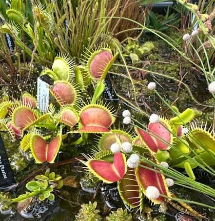 Botanical Based Pest Solutions
