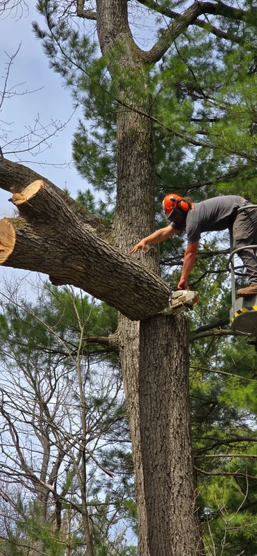 Tree Services