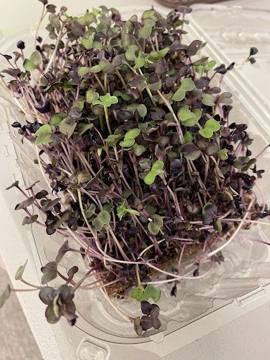 Seeds & Seedlings