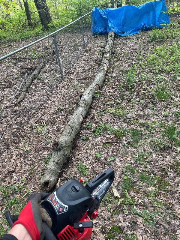 Tree Removal gallery